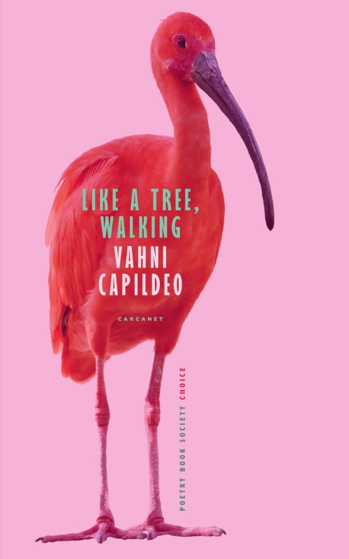 cover of Like A Tree, Walking